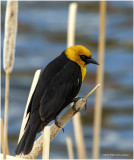 K3313770-Yellow-Headed Blackbird-male.jpg