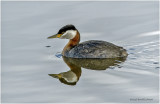 K3313805-Red-necked Grebe.jpg