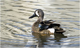 K3313884-Blue-Winged Teal-male.jpg