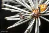 K7002872-Tiny Jumping Spider.jpg
