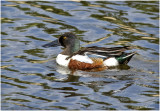 K3314020-Northern Shoveler-male.jpg