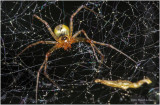 K7003100-umidentified tiny spider.jpg