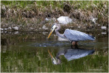 K3314142-Great Blue Heron.jpg