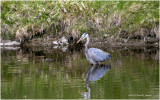 K3314154-Great Blue Heron.jpg