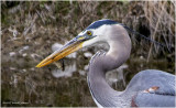 K3314168-Great Blue Heron.jpg