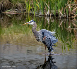 K3314242-Great Blue Heron.jpg