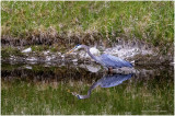 K4228392-Great Blue Heron.jpg