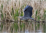 K4228425-Great Blue Heron.jpg