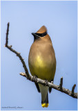 K3314347-Bohemian Waxwing.jpg