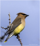 K4228496-Bohemian Waxwing.jpg