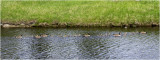 K4228575-Canada Geese.jpg