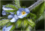 K7003563a-tiny wildflower.jpg