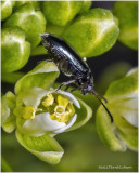 K7003552tiny unidentified beetle.jpg
