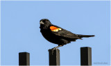 K3314469-Red-Winged Blackbird-male.jpg