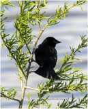 K3314727-Red-Winged Blackbird-male.jpg
