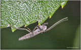 K7004317-Midget.jpg