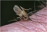 K7004443-Mosquito.jpg