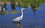 K4228997-Great Blue Heron.jpg
