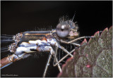 K7004655-Damsel Fly.jpg