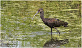 K3315182-Whie-Faced Ibis-juvenile.jpg