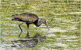 K3315201-White-Faced Ibis-juvenile.jpg