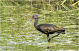 K3315206-White-Faced Ibis-juvenile.jpg