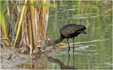 K3315300-White-Faced Ibis-juvenile.jpg