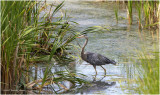 K3315378-Great Blue Heron.jpg