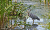 K3315400-Great Blue Heron.jpg