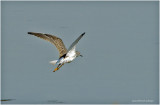 K3315424-Greater Yellowlegs.jpg
