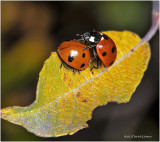 K7004845-Lady Bugs.jpg