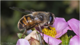K7004939-Drone Fly.jpg