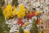 Sierra Autumn