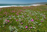 Coastal Flowers