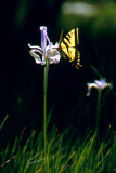 Swallowtail Butterly on Iris