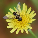 138} Hoverfly on Flower Paul P