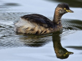 Grebe 1<br/><h4>*Credit*</h4>