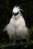 Angry Bird<br><h4>*Merit*</h4>