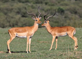 Impala  in the Wild<br><h4>*Merit*</h4>