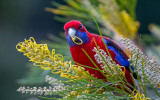 Parrot<br><h4>*Merit*</h4>