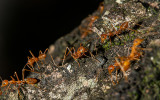 Busy Ants<br><h4>*Credit*</h4>