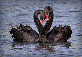 Love Heart Swans<br><h4>*Merit*</h4>