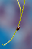 A Ladybug<br><h4>*Merit*</h4>