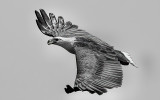 White Breasted Sea Eagle<br><h4>*Credit*</h4>