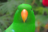 Eclectus Parrot