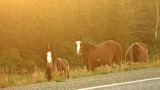 Horses beside the Alaska Highway