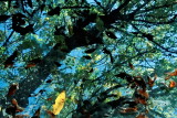 leaves_on_glass_rt_8157.jpg