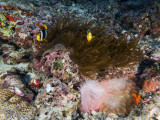 Clarks Anemonefish (Amphiprion clarkii)