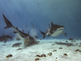 Tiger Shark (Galeocerdo cuvier)