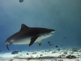 Tiger Shark (Galeocerdo cuvier)